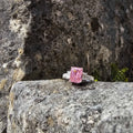 17.35 pink moissanite, sterling silver ring